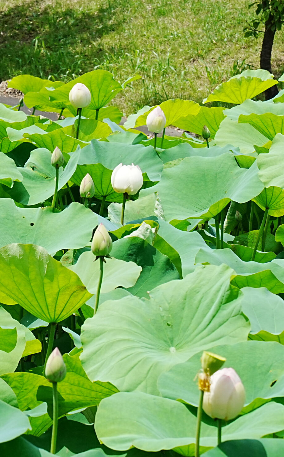ハスの花  まもなく見ごろ 　厚木市斎場近く 下古沢の池で