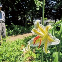 大和市中央林間「みどりの森」でヤマユリが見ごろに
