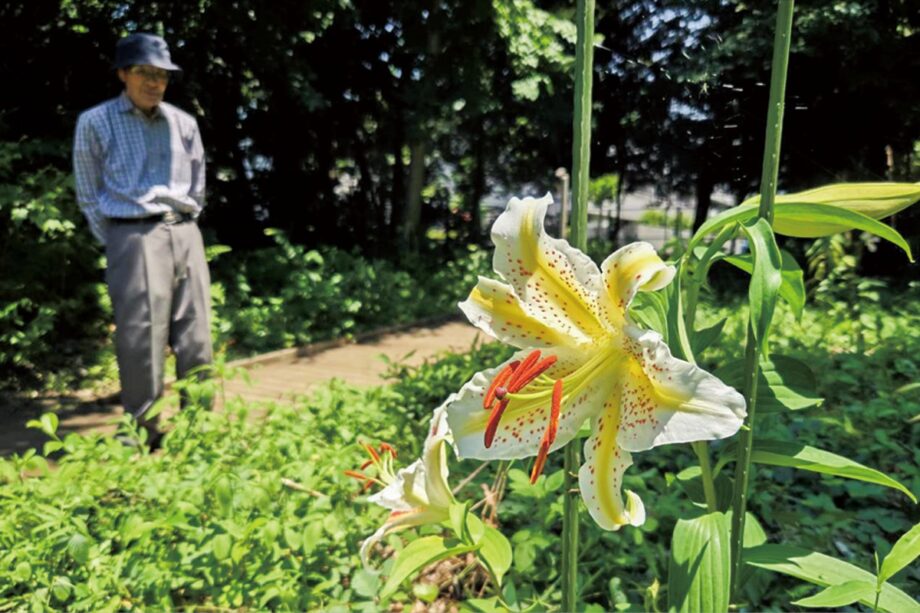 大和市中央林間「みどりの森」でヤマユリが見ごろに