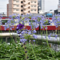 ＜赤い電車とアガパンサス＞東神奈川駅前で見頃　2025年7月
