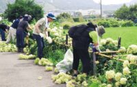〈開成町あじさいの里〉来年もきれいな花を咲かせるために！ボランティア約３００人があじさいを一斉剪定！