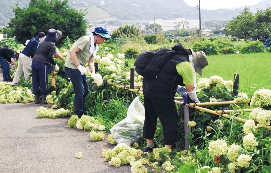 〈開成町あじさいの里〉来年もきれいな花を咲かせるために！ボランティア約３００人があじさいを一斉剪定！