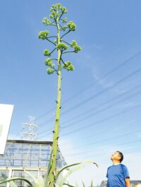 海老名市中野 リュウゼツラン 開花へ 高さ８ｍまで成長