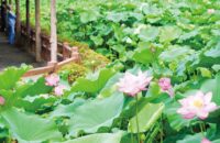 〈８月中旬ごろまで〉小田原城址公園南曲輪南堀でハスの花が見頃！午前中の鑑賞がおすすめ