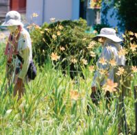厚木市で「ヒオウギお花見会 」西山を守る会＜7月27日まで＞