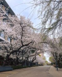 藤沢市六会地区に行ってみたらこんな場所だった！日大の桜コース