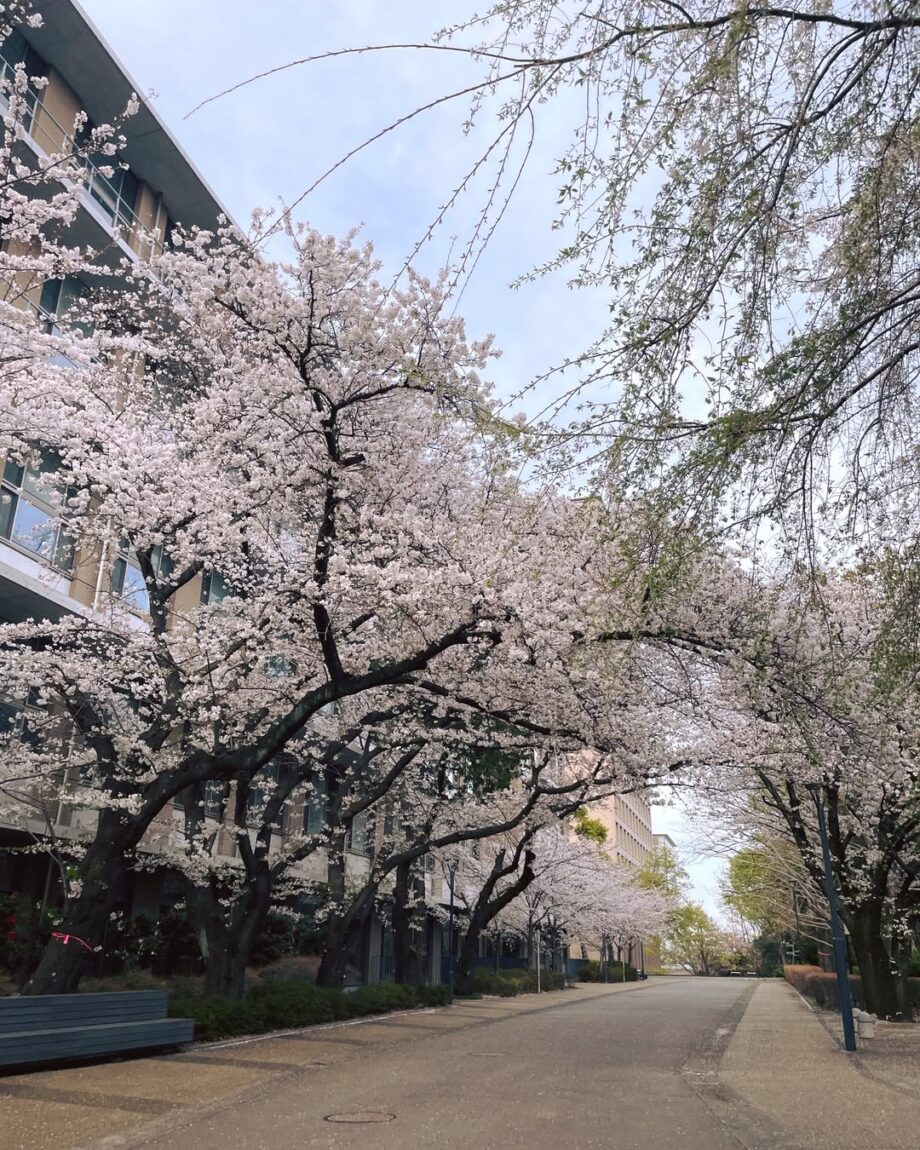 藤沢市六会地区に行ってみたらこんな場所だった！日大の桜コース
