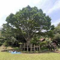 藤沢市御所見地区を歩いてみた　小出川源流を探る、少年の森周辺コース