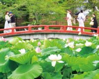 【鎌倉のとっておき】かまくら花めぐり＜鶴岡八幡宮＞