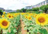 【花情報】ヒマワリ畑が満開＠横浜市泉区岡津町「浅右衛門農場」