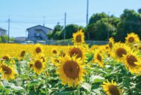 【横浜市神奈川区菅田町】映える、黄色の絨毯　咲き誇るひまわりが見頃