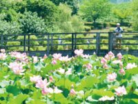 午前だけの美景 　綾瀬の蟹ヶ谷公園でハスが見ごろ