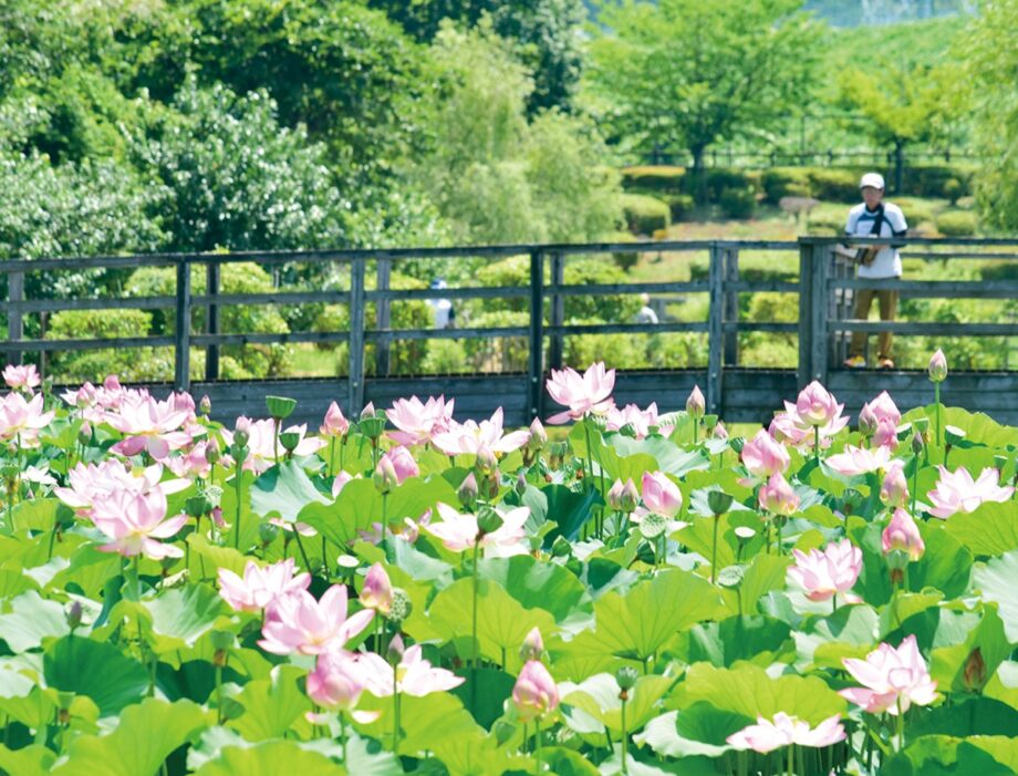 午前だけの美景 　綾瀬の蟹ヶ谷公園でハスが見ごろ