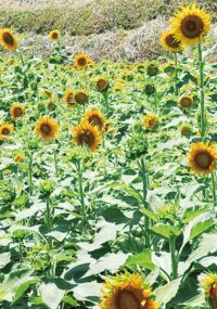 厚木市岡津古久の畑で夏空の下ヒマワリが咲く 2025年8月