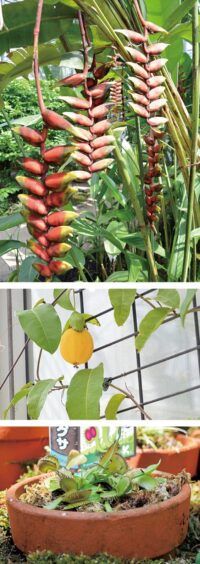 県立相模原公園（相模原市南区）にある大温室「サカタのタネグリーンハウス」で、色とりどりの南国の植物が鑑賞できる