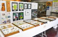 【入場無料・８月３１日まで】あじさい館（相模原市中央区富士見）で「第１回昆虫文化展」を開催中