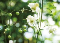 厚木市荻野運動公園 野草園　レンゲショウマ見頃