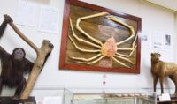 小田原高校史料館で企画展「大型剥製標本と鉱物標本」開催中！タカアシガニなど展示