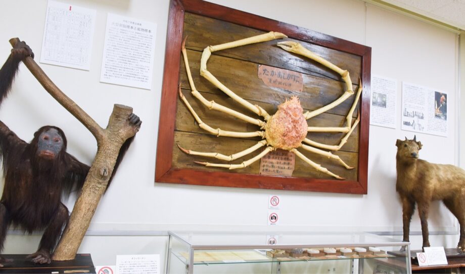 小田原高校史料館で企画展「大型剥製標本と鉱物標本」開催中！タカアシガニなど展示