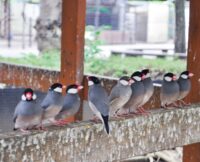 ４月に販売したオリジナルグッズは１日で完売。麻溝公園の｢文鳥パラダイス｣を見に行こう！9月には新グッズ登場【相模原市南区麻溝台】