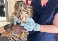 ＜参加者募集８/22まで＞川崎市・夢見ヶ崎動物公園で無料セミナー「身近な野生動物学ぼう」９月23日