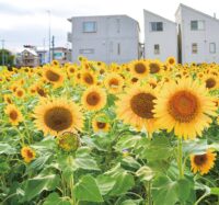 【横浜市緑区】住宅街にヒマワリ咲き誇る 鴨居ケアプラザの隣