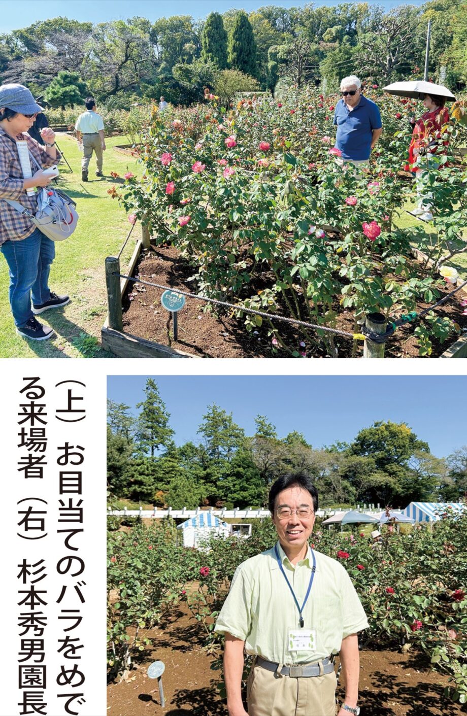 【11月3日まで】川崎市多摩区「生田緑地ばら苑」2025年秋の一般開放~再整備前、最後の公開