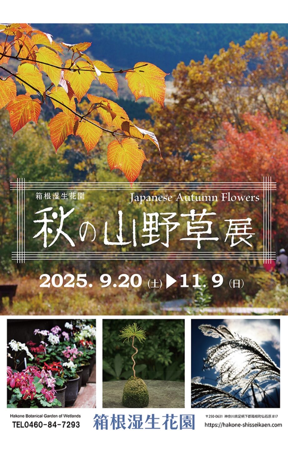 【箱根湿生花園】「秋の山野草展」秋を彩るさまざまな花や木の実、カエデの仲間など〈１１月９日まで〉