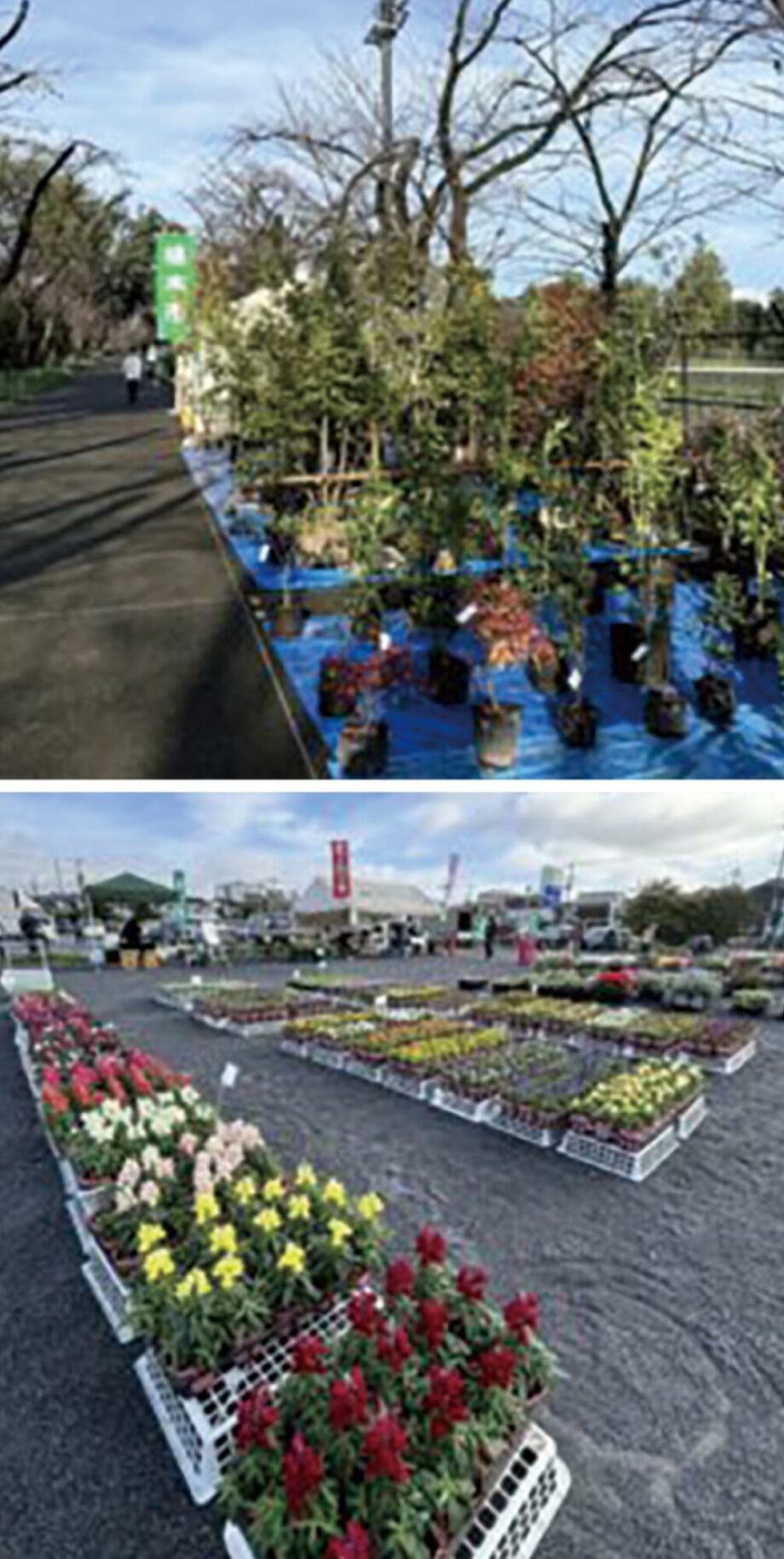〈10月18日（土）・19日（日）、〉八王子で「第38回秋のＪＡ植木市」＠富士森公園