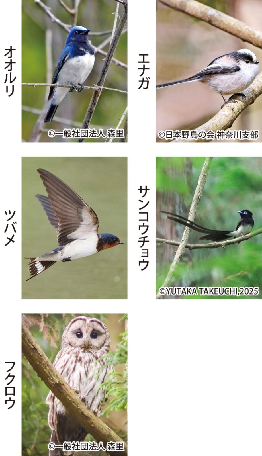 〈10月30日まで〉厚木市 ｢市の鳥｣選ぶ市民投票　市の象徴に５種類から