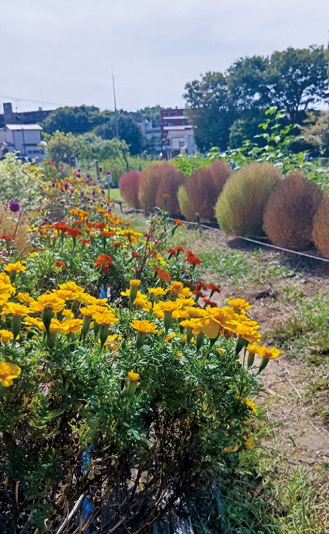 【横浜市都筑区】色づく草花で秋を感じる「コキア祭」10月25日開催@中川・鍜冶橋付近