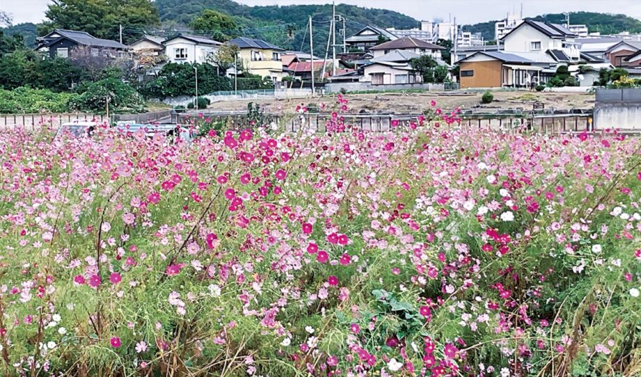 休耕田を彩るコスモス畑 　厚木の荻野川沿いで見頃