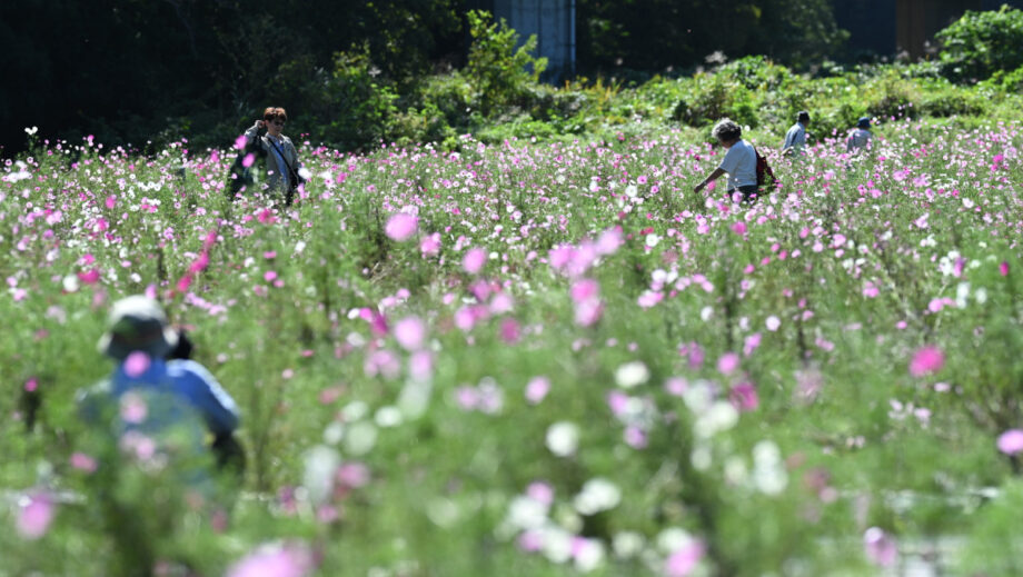 ＜～１０月末＞横浜市旭区「追分・矢指市民の森」で薄紅色のコスモス一面に　10月いっぱいまで見頃