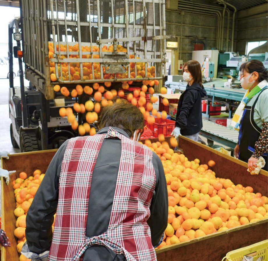 伊勢原産ミカンの出荷始まる