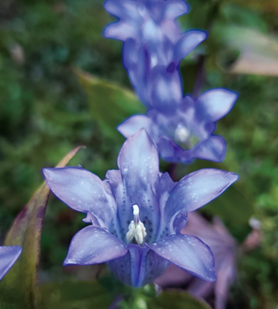 【鎌倉のとっておき 】かまくら花めぐり＜竜胆（りんどう）＞