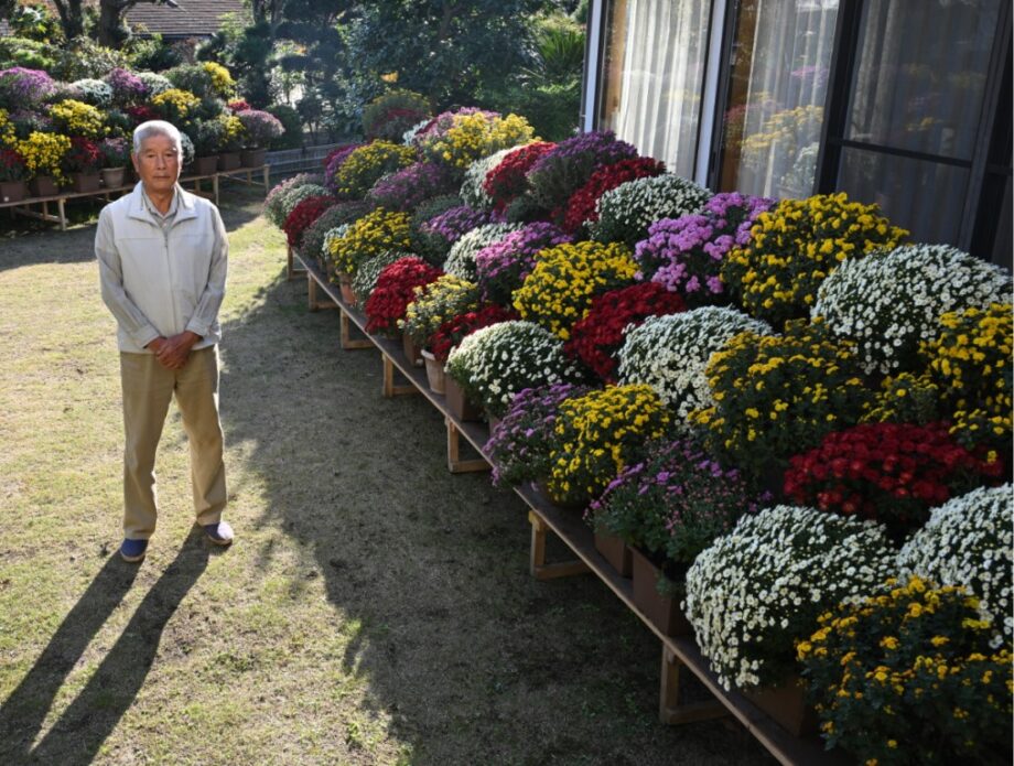 ～１１/末まで　晩秋彩るざる菊 11月末頃まで鑑賞可＠横浜市旭区今宿南町の栗原成美さん宅