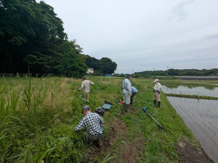 茅ヶ崎市内初！「行谷の谷戸湿地湿田ビオトープ」が環境省から自然共生サイトに認定