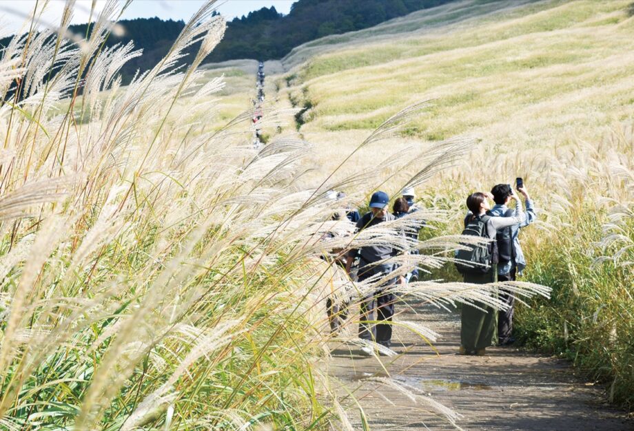 色づく秋の風物詩「箱根仙石原すすき草原」でススキが見頃！清掃活動終え観光客をお出迎え