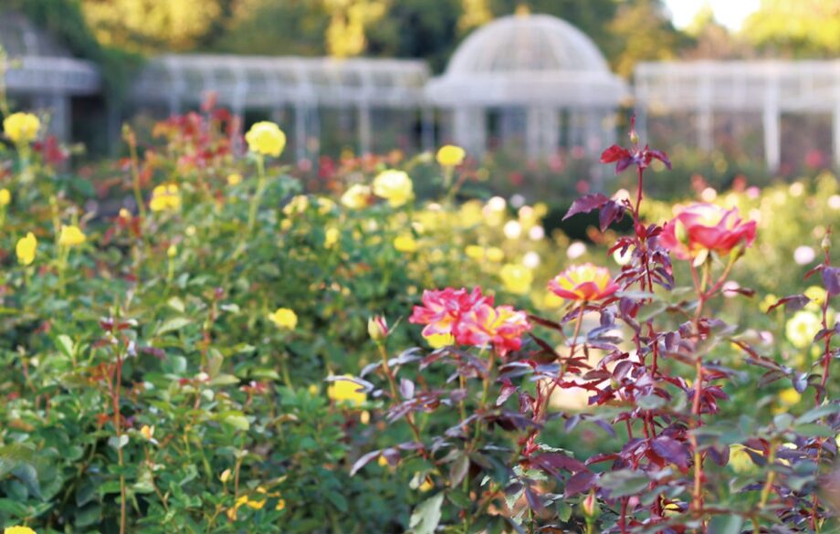 【小田原フラワーガーデン】色濃く香り豊かな秋バラを満喫「秋のローズフェスタ」開催中！