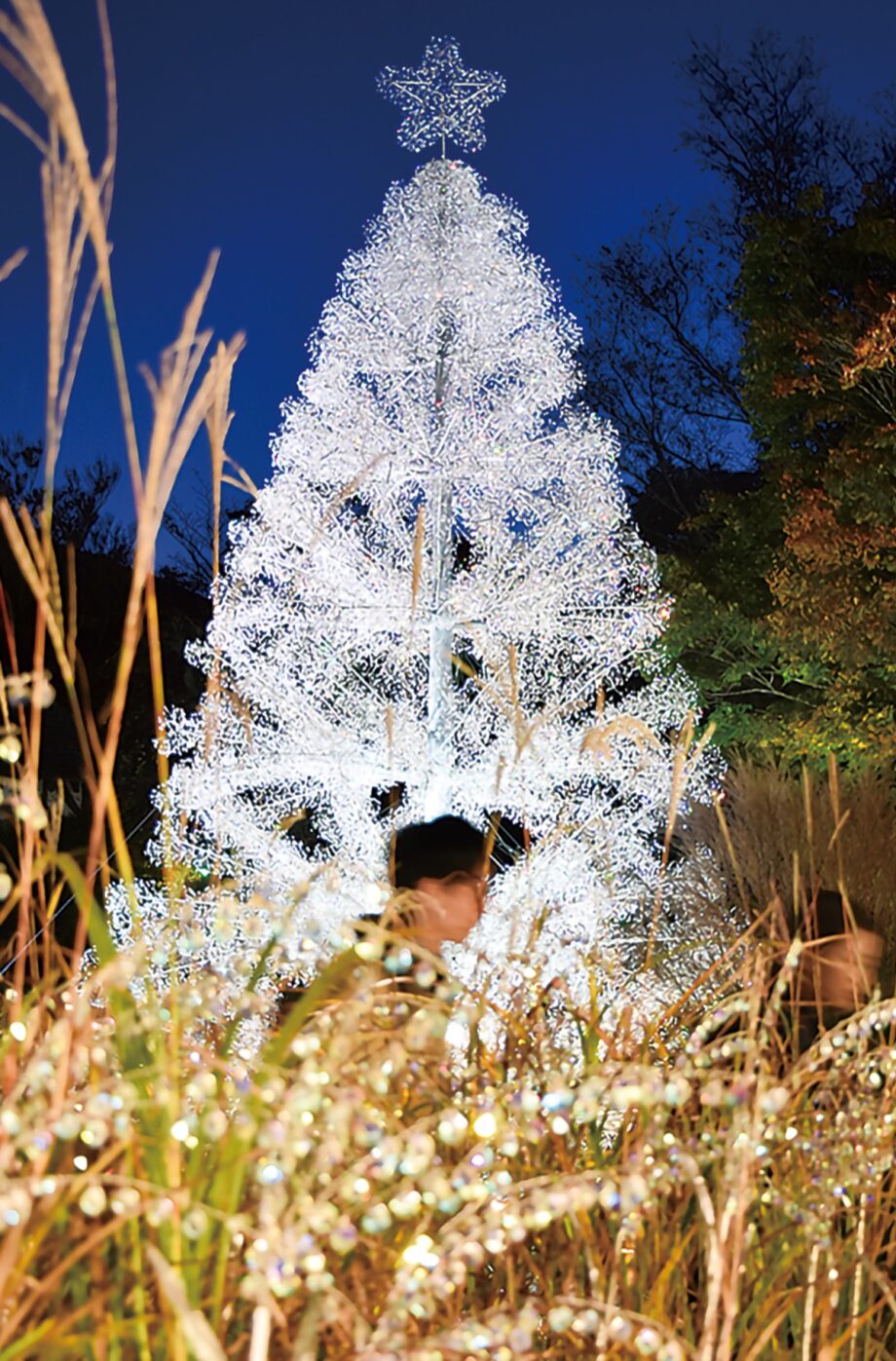【箱根ガラスの森美術館】庭園の池にイルミネーション！クリスタルガラスのススキとツリーで輝き競演
