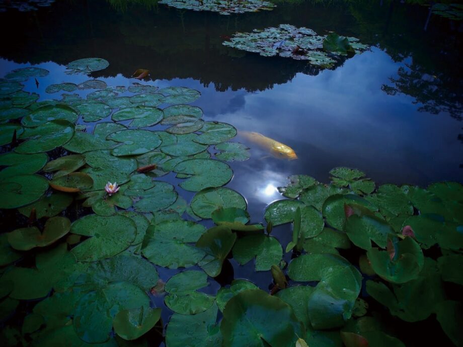 【12月1日まで】薬師池公園（野津田町）を撮り続けてきた海野真子さんの写真展「薬師池三昧」が同公園内町田市フォトサロンで開催中