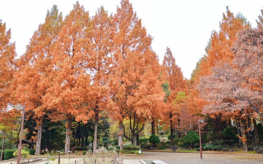 赤く染まる「メタセコイヤ〉相模原北公園で見ごろ