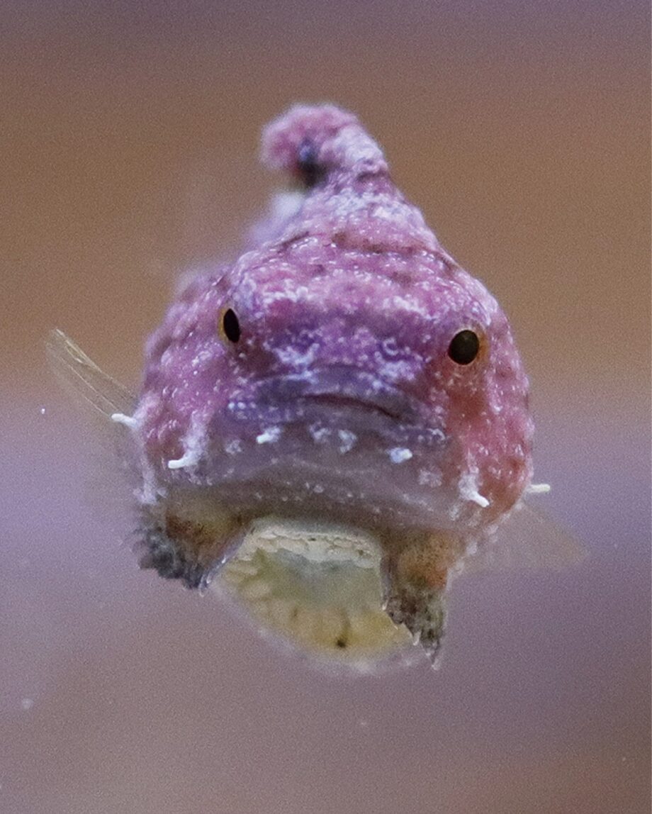 横須賀市観音崎自然博物館・謎多き”海のアイドル”ダンゴウオの特別展<3月29日まで>