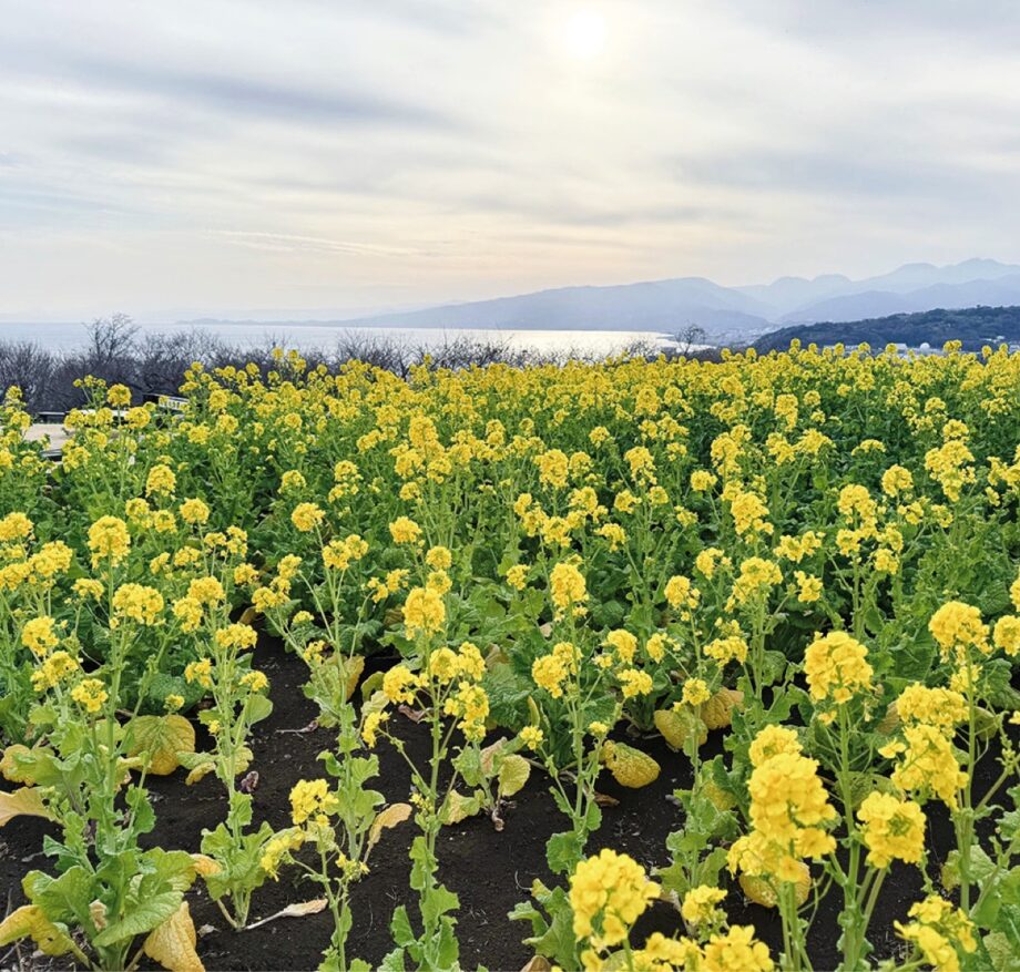 吾妻山の菜の花が見頃!~スタンプラリーに商品が当たるイベントも~@二宮町
