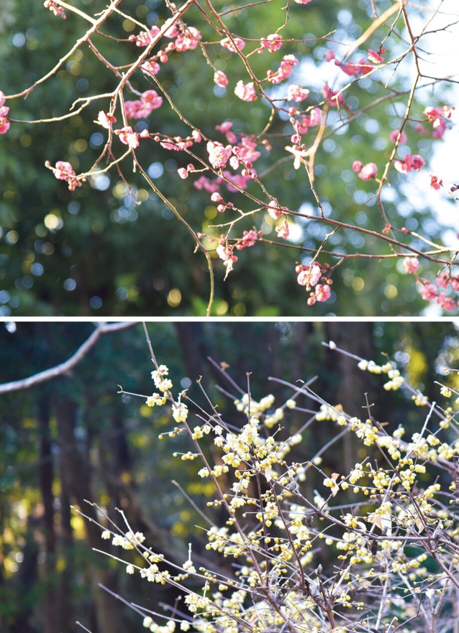 川崎市宮前区・県立東高根森林公園で紅梅とロウバイが開花～見頃は２月から３月下旬頃まで