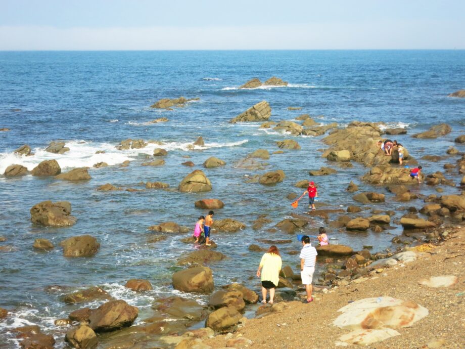 葉山の海に生息する生き物を水中写真で紹介、その生態を解説@葉山しおさい博物館