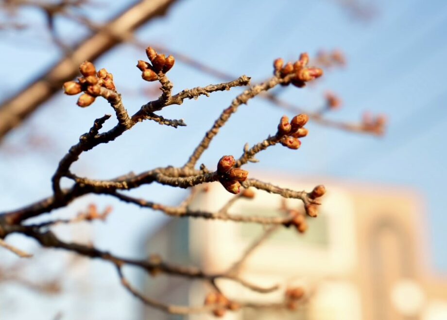 2026年2月16日撮影