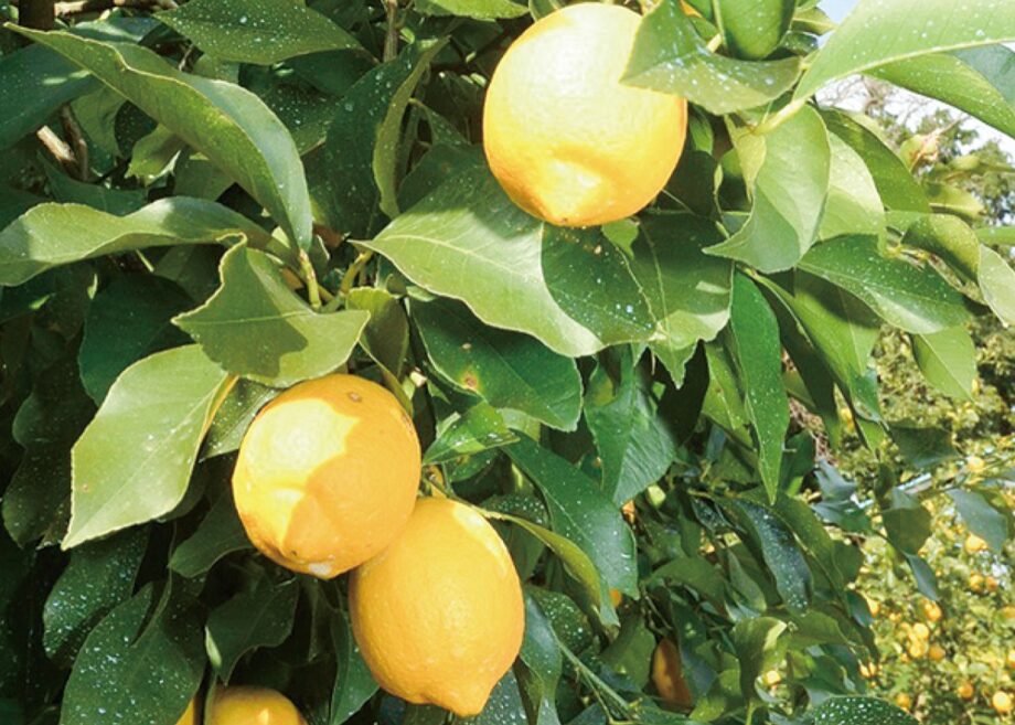 【かながわブランド】新たに県西地区から２品目「湘南潮彩レモン」と「芦ノ湖のわかさぎ」