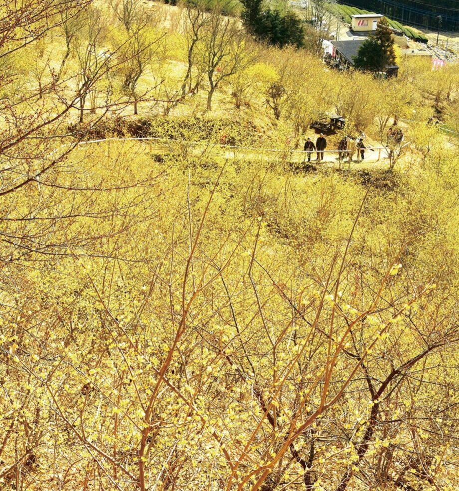 2026年は2月15日(日)まで！松田町「寄ロウバイまつり」日本最大級２万本超の黄色い可憐な花と甘い香り