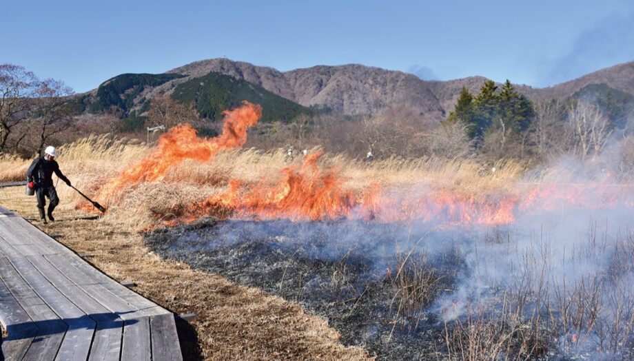 【箱根湿生花園】植生保護のため、恒例の火入れを実施!5月の連休前後には新しい植物が…